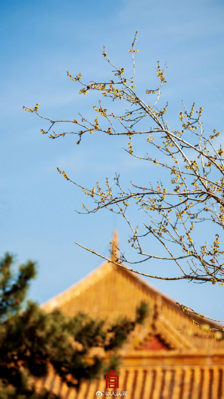 美！故宫春日红墙配蜡梅