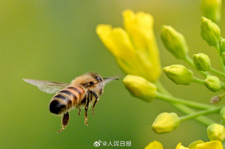 送一你组油菜花壁纸！寓意“才华横溢”