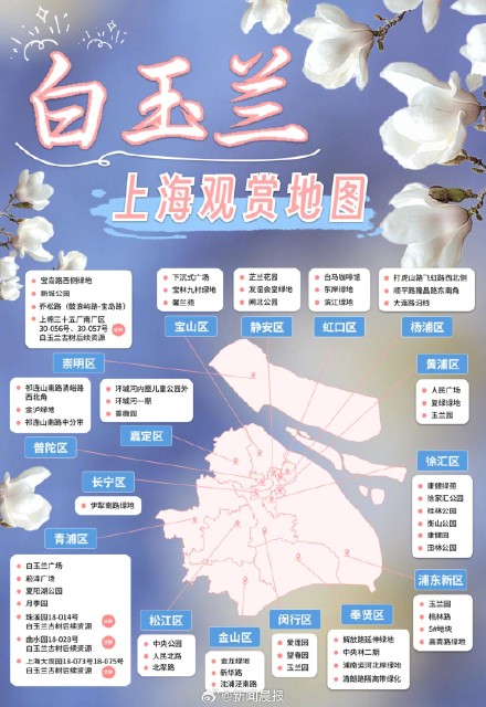 上海现有3万多棵白玉兰