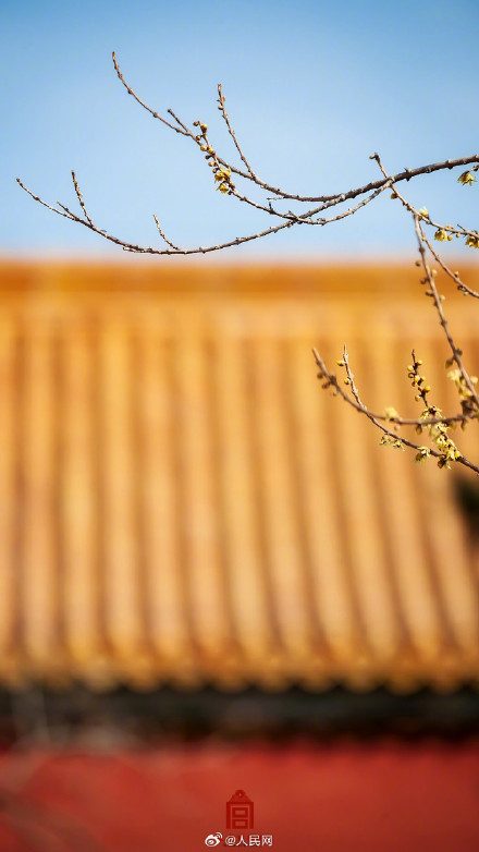 美！故宫春日红墙配蜡梅