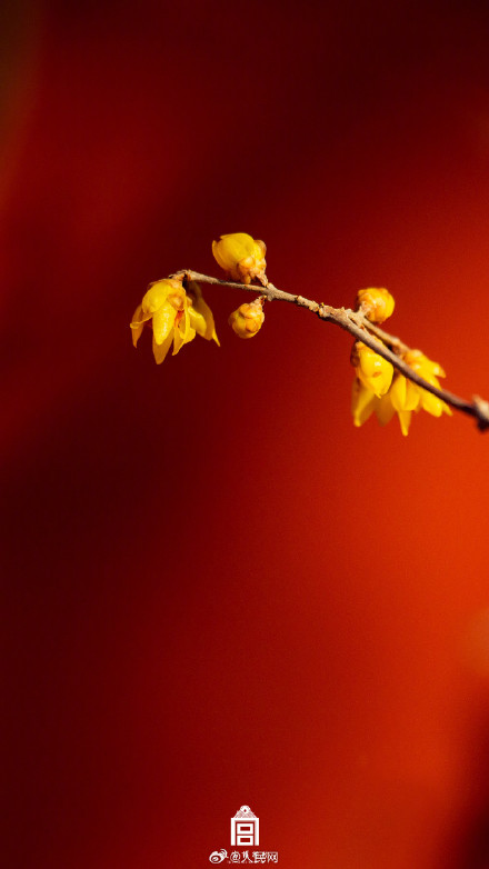 美！故宫春日红墙配蜡梅