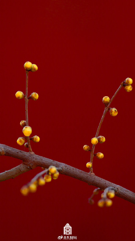 美！故宫春日红墙配蜡梅