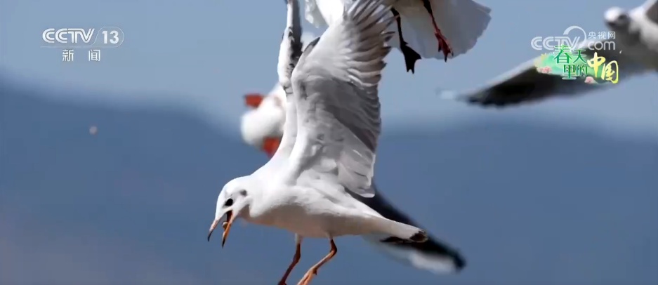 候鸟蹁跹描绘生态美景 “人鸟和谐”展现生机勃勃的春日画卷