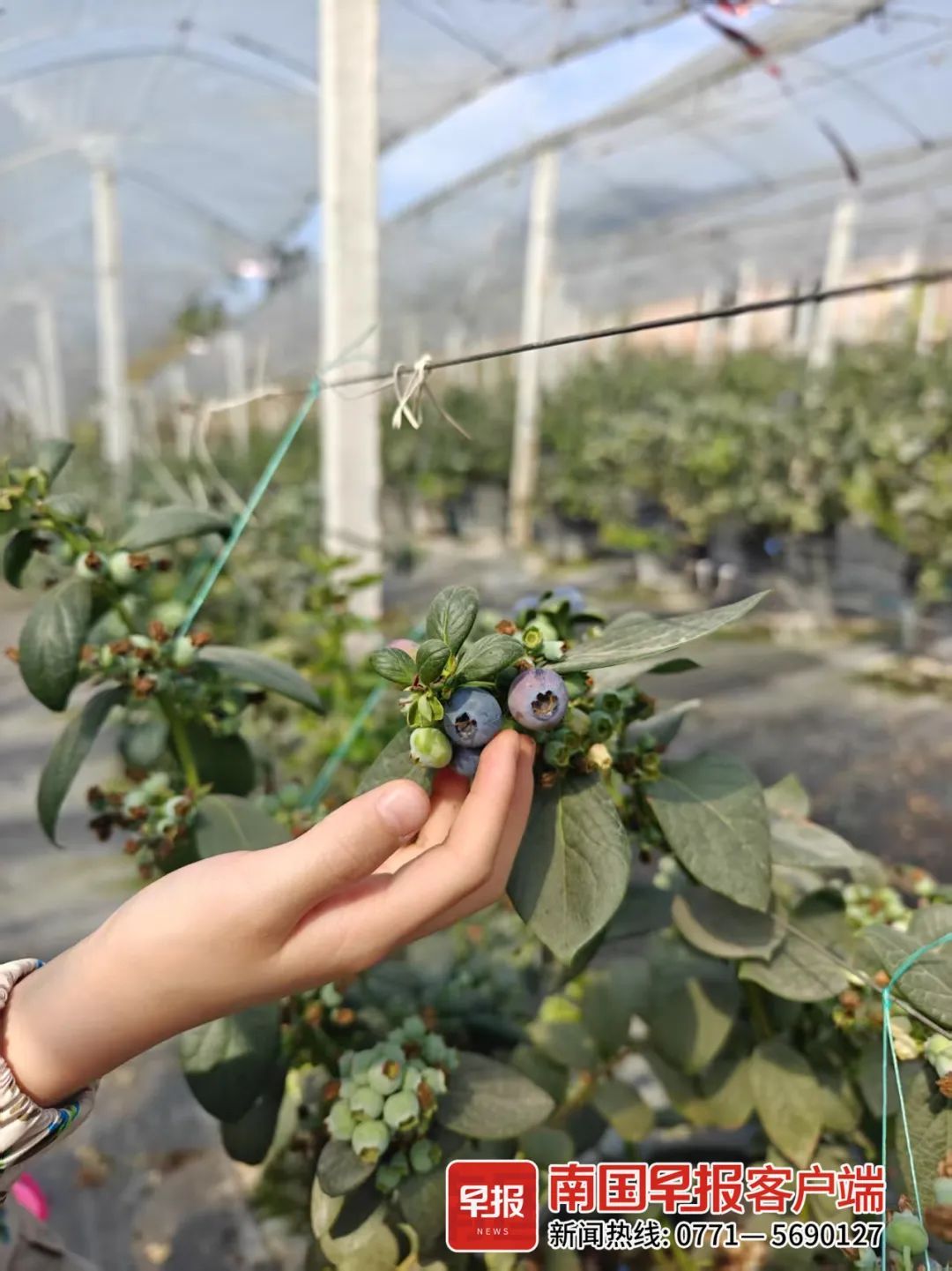 降价了！正大量上市！很多人爱吃