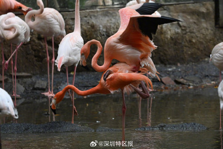 深圳野生动物园火烈鸟比翼双飞 深圳野生动物园火烈鸟比翼双飞