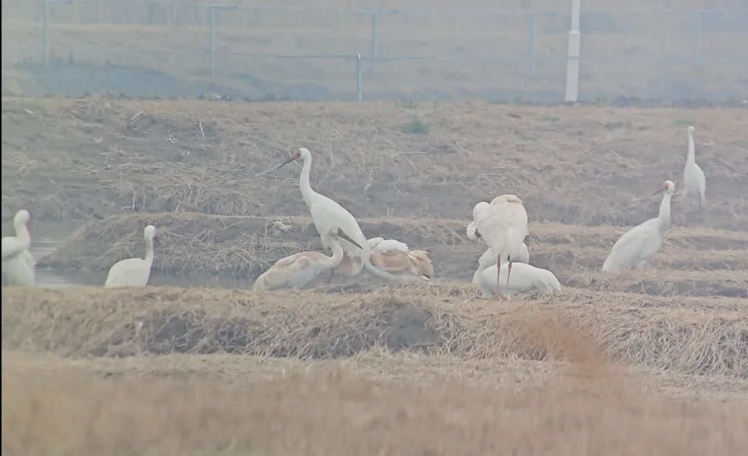 大群“国宝”鸟现身合肥湿地 大群“国宝”鸟现身合肥湿地