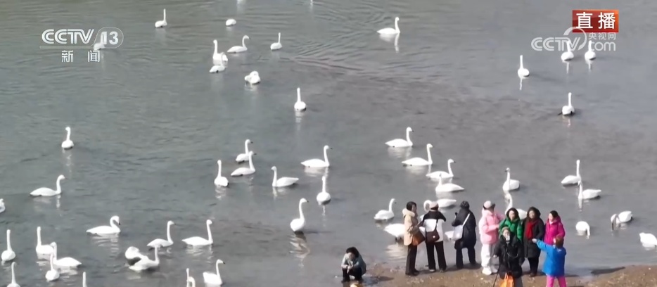 候鸟蹁跹描绘生态美景 “人鸟和谐”展现生机勃勃的春日画卷