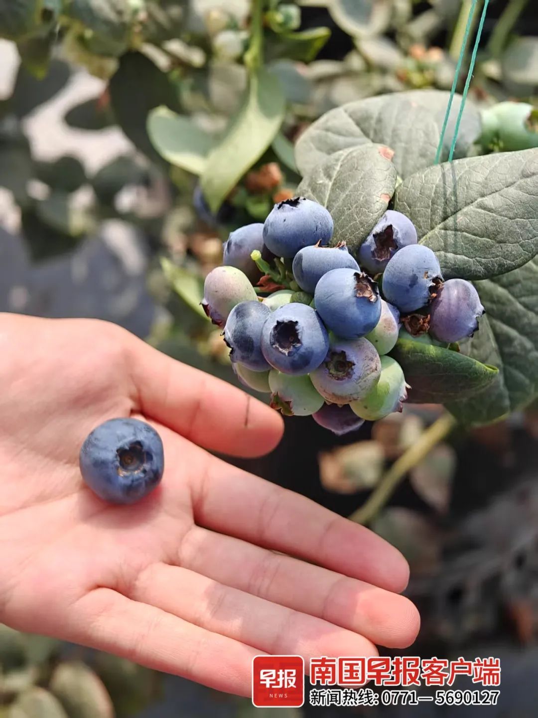 降价了！正大量上市！很多人爱吃