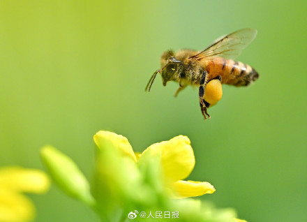送一你组油菜花壁纸！寓意“才华横溢”