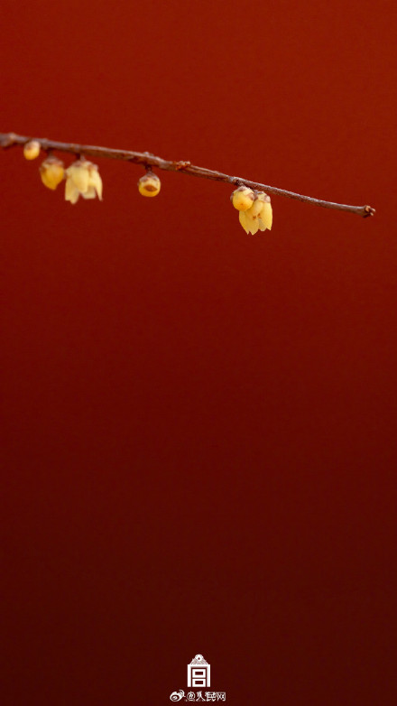 美！故宫春日红墙配蜡梅