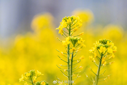 送一你组油菜花壁纸！寓意“才华横溢”
