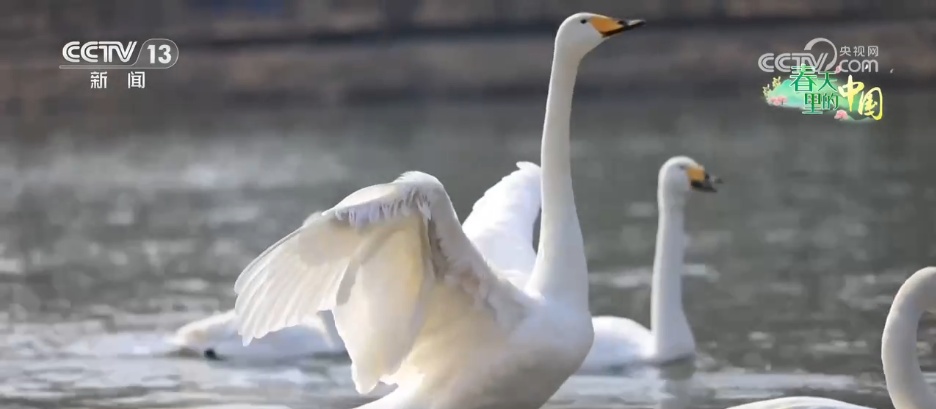 候鸟蹁跹描绘生态美景 “人鸟和谐”展现生机勃勃的春日画卷