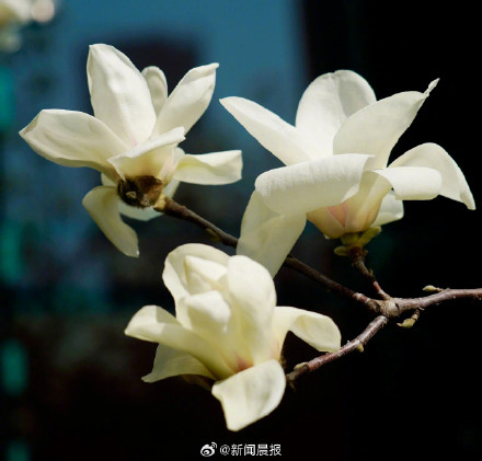 上海现有3万多棵白玉兰