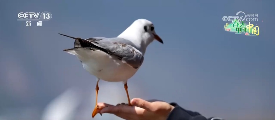 候鸟蹁跹描绘生态美景 “人鸟和谐”展现生机勃勃的春日画卷