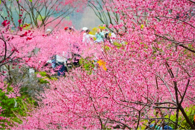 原来《难哄》里藏着这些气象密码！一起来打卡重庆专属浪漫美景