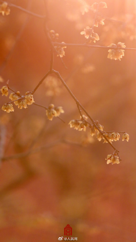 美！故宫春日红墙配蜡梅