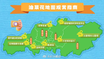 长沙油菜花最佳观赏期预报出炉