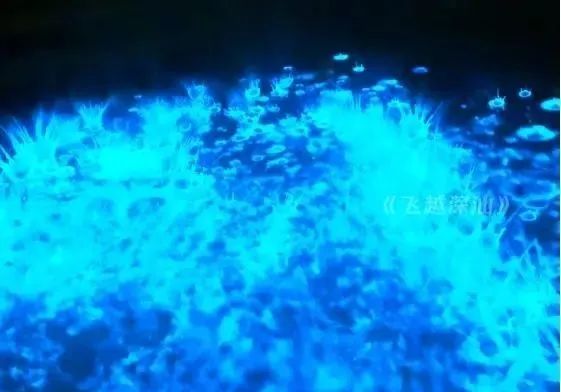 绝美！深圳一海域惊现“蓝眼泪”！