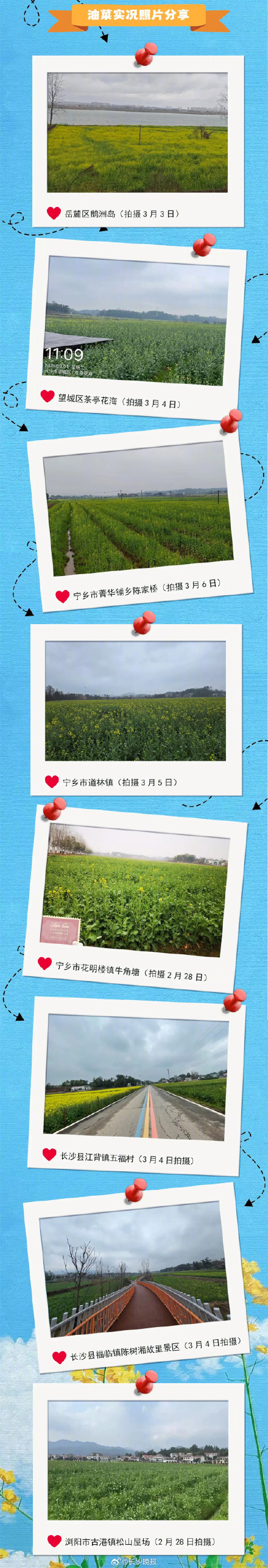 长沙油菜花最佳观赏期预报出炉