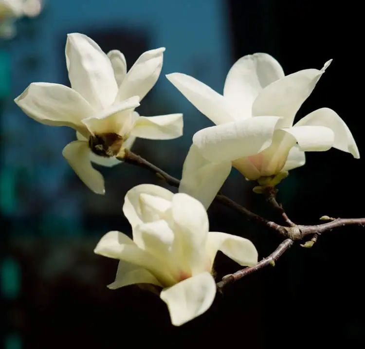 上海市花起蓬头!白玉兰本周末进入最佳观赏期,上海今年将增68个打卡点打造“玉兰季” 上海市花起蓬头!白玉兰本周末进入最佳观赏期,上海今年将增68个打卡点打造“玉兰季”