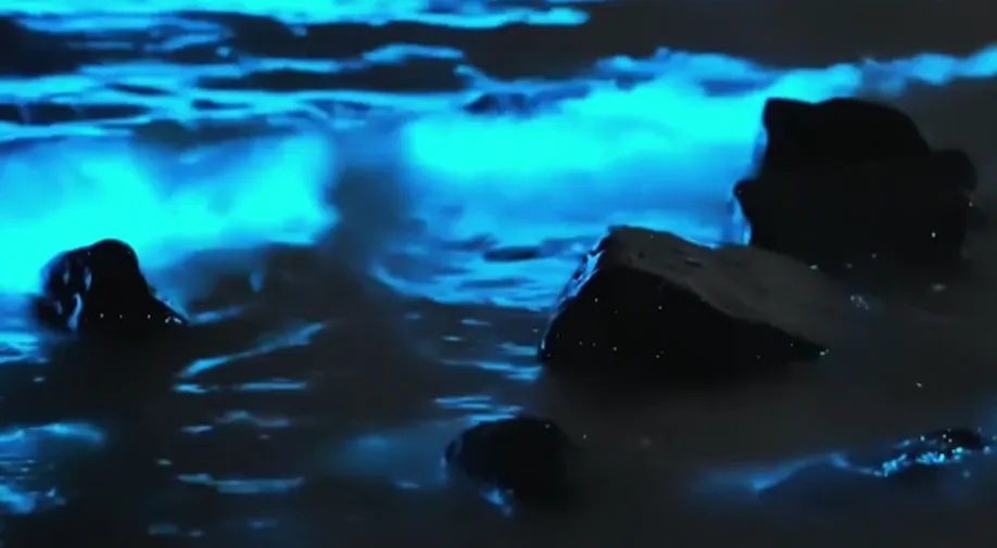 太美了！广东一地惊现“蓝眼泪”！