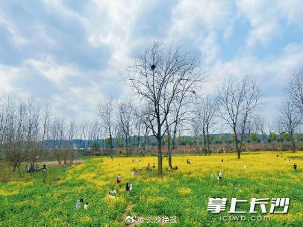 长沙油菜花最佳观赏期预报出炉