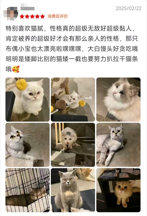 “二楼，贵宾两位！” 广东一咖啡店惊现迎宾猫：会按铃招揽顾客