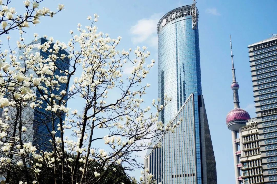 上海市花起蓬头!白玉兰本周末进入最佳观赏期,上海今年将增68个打卡点打造“玉兰季” 上海市花起蓬头!白玉兰本周末进入最佳观赏期,上海今年将增68个打卡点打造“玉兰季”