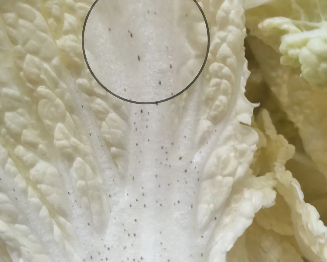 泛绿光的牛肉、有黑点的大白菜…这些“变质”的食物其实能吃! 泛绿光的牛肉、有黑点的大白菜…这些“变质”的食物其实能吃!