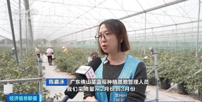 价格便宜近20%!很多人都爱吃,广东本地品种已上市 价格便宜近20%!很多人都爱吃,广东本地品种已上市