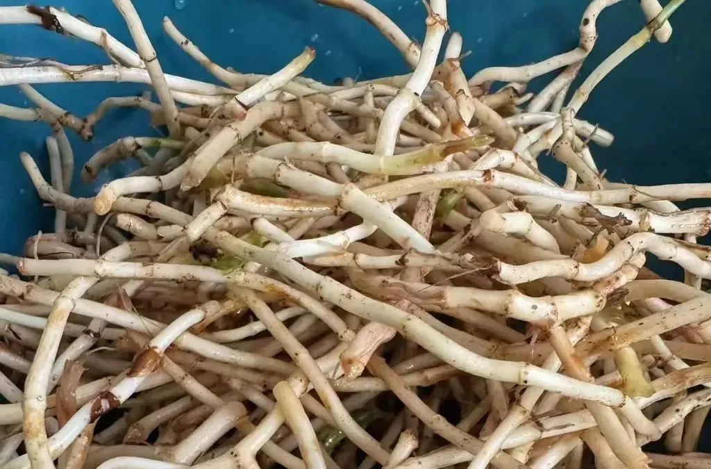 野菜的“五吃五不吃”,很多人都不知道!转告家里人→ 野菜的“五吃五不吃”,很多人都不知道!转告家里人→