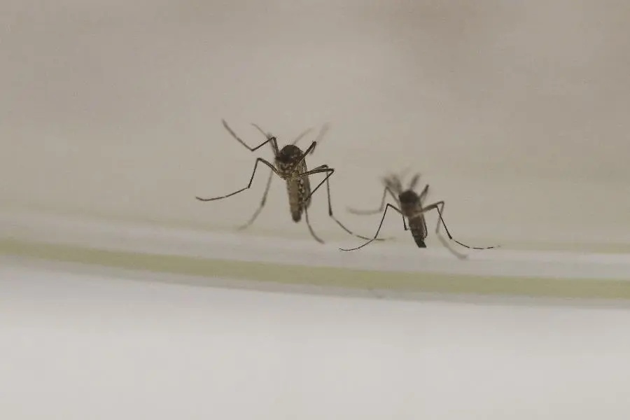 广东人狂喜！网传这首歌能震晕蚊子……