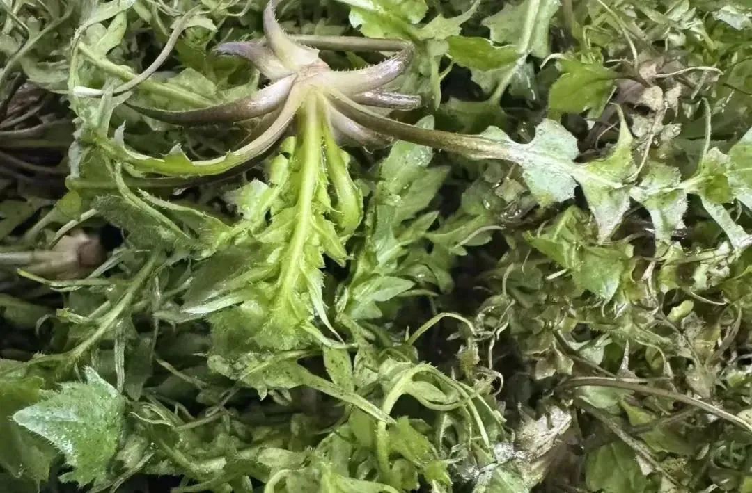 野菜的“五吃五不吃”,很多人都不知道!转告家里人→ 野菜的“五吃五不吃”,很多人都不知道!转告家里人→