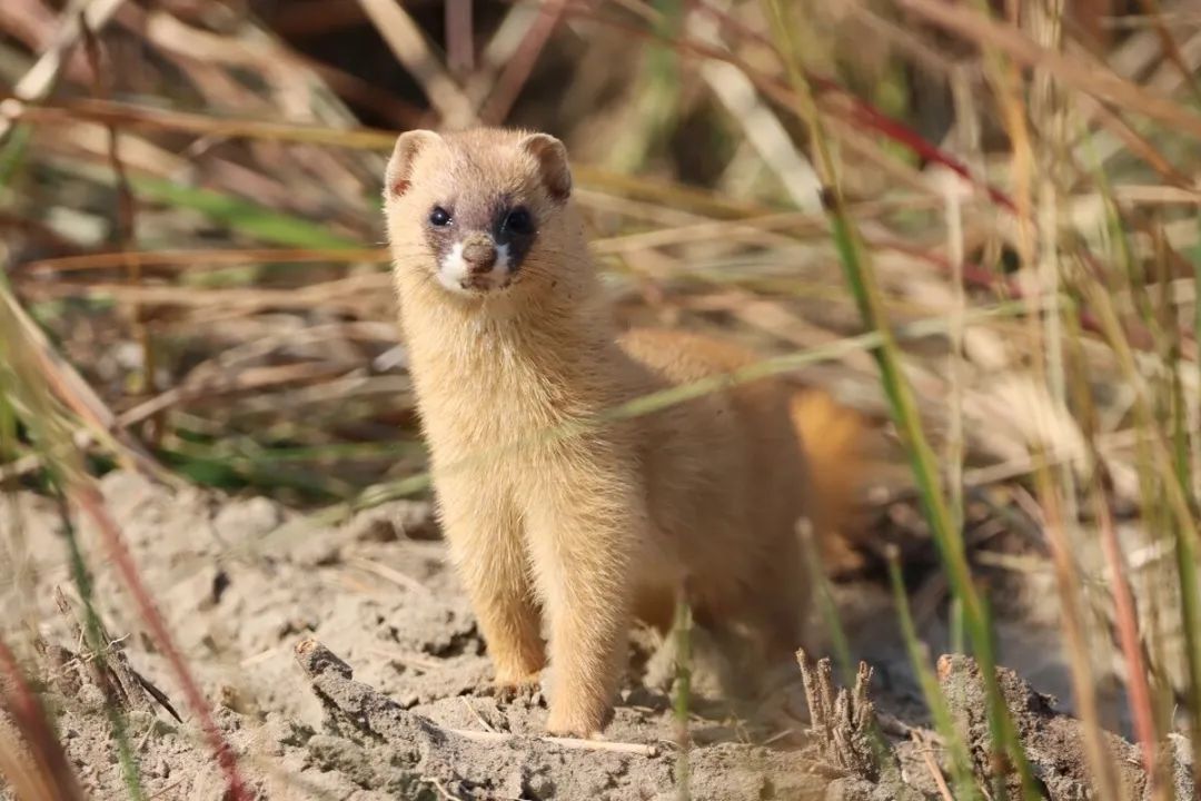 新增49种!浙江调整重点保护陆生野生动物名录 新增49种!浙江调整重点保护陆生野生动物名录