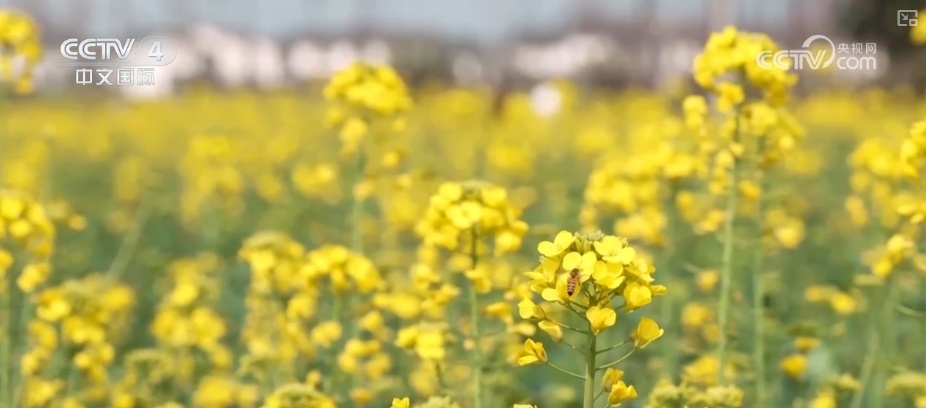 坐飞机赏花、围炉煮茶、花田火锅……花样新场景释放消费新活力