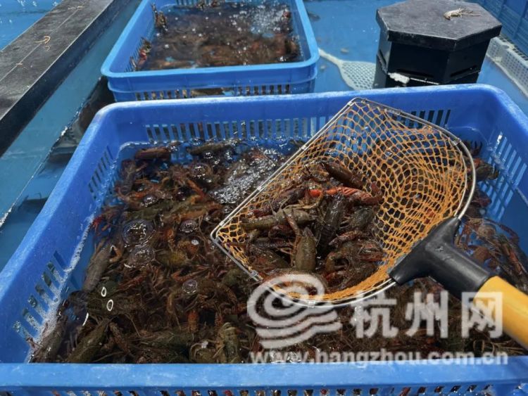 45元/斤！杭州人爱吃的这口美味，刚刚上市！老板：下个月价格就会跌……