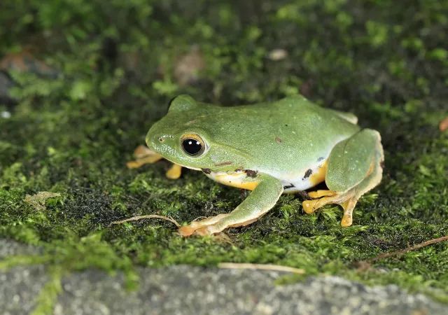 新增49种!浙江调整重点保护陆生野生动物名录 新增49种!浙江调整重点保护陆生野生动物名录
