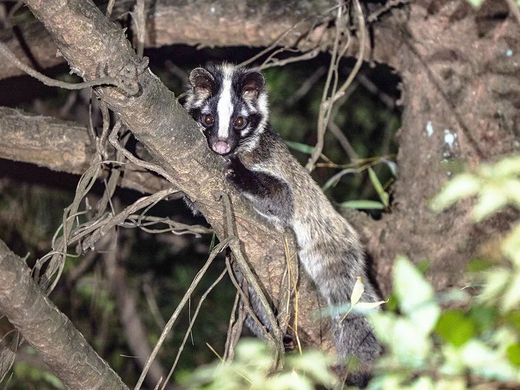 新增49种!浙江调整重点保护陆生野生动物名录 新增49种!浙江调整重点保护陆生野生动物名录