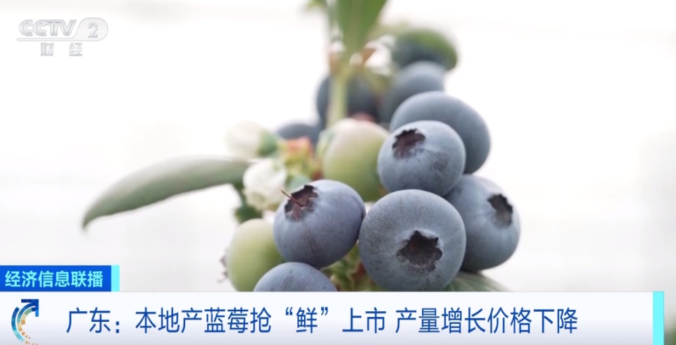 价格大跳水，还要继续降！正大量上市，很多人爱吃