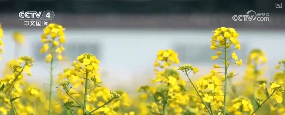 坐飞机赏花、围炉煮茶、花田火锅……花样新场景释放消费新活力