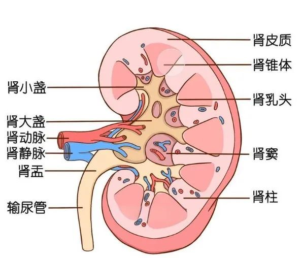 1791颗，密密麻麻！医生都惊呆了：他体内都是这些……