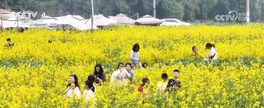 坐飞机赏花、围炉煮茶、花田火锅……花样新场景释放消费新活力