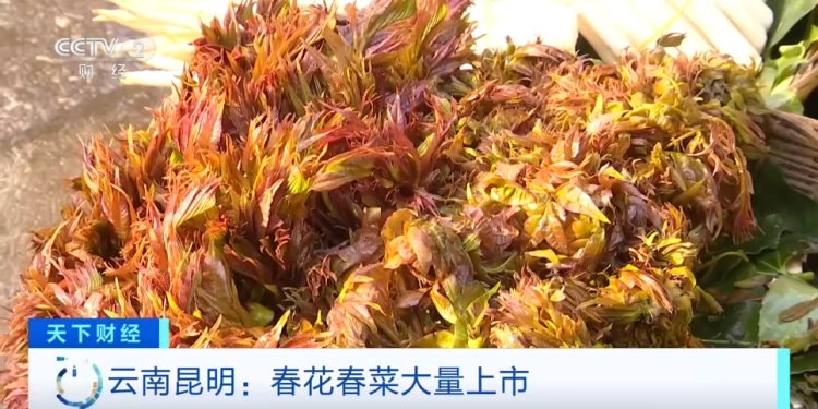 降!降!降!春花春菜价格“腰斩”!抢“鲜”上市 降!降!降!春花春菜价格“腰斩”!抢“鲜”上市