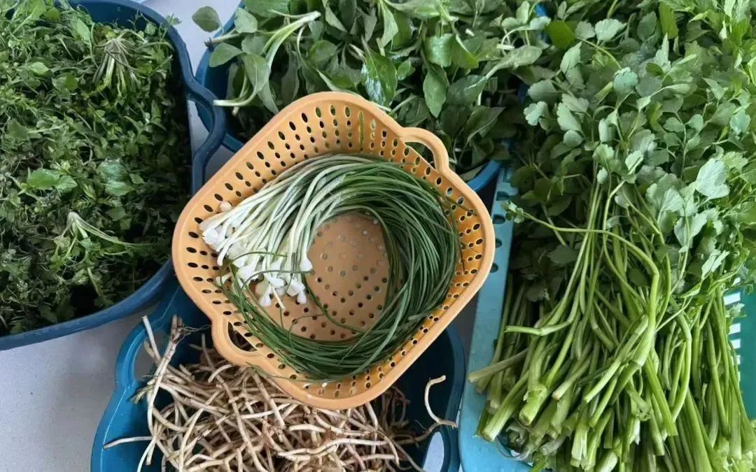 野菜的“五吃五不吃”,很多人都不知道!转告家里人→ 野菜的“五吃五不吃”,很多人都不知道!转告家里人→