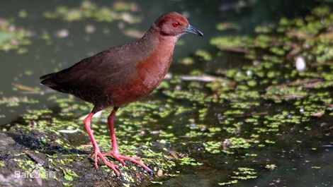 新增49种!浙江调整重点保护陆生野生动物名录 新增49种!浙江调整重点保护陆生野生动物名录