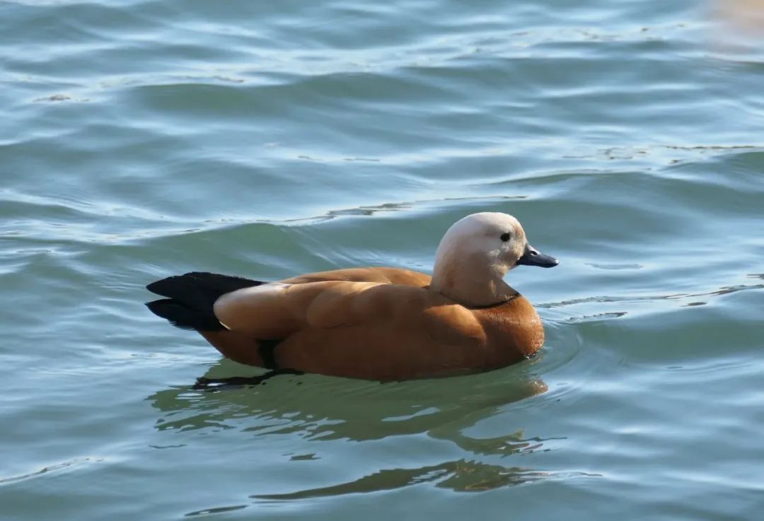 新增49种!浙江调整重点保护陆生野生动物名录 新增49种!浙江调整重点保护陆生野生动物名录