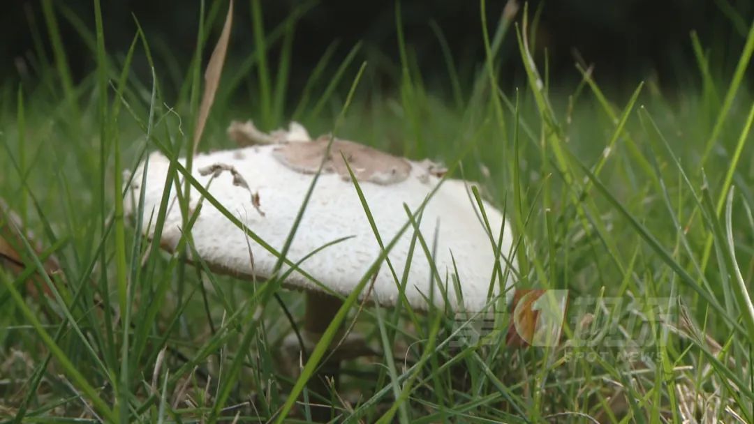 多人腹痛呕吐送医，疾控提醒：不要采摘！