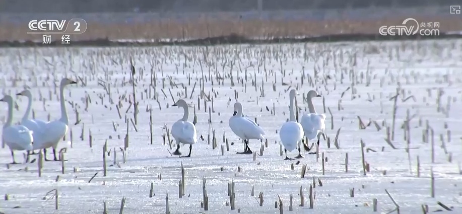 好风景变身好“钱”景 鸟语花香点亮“春日经济”新活力 好风景变身好“钱”景 鸟语花香点亮“春日经济”新活力