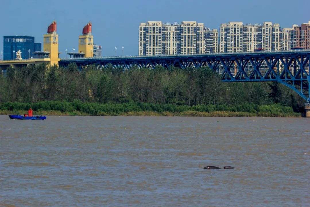 南京将直冲23°C！“顶流”营业中