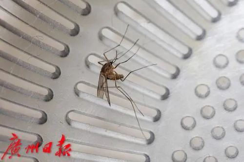 这首歌能灭蚊?不少网友亲测,专家最新回应 这首歌能灭蚊?不少网友亲测,专家最新回应